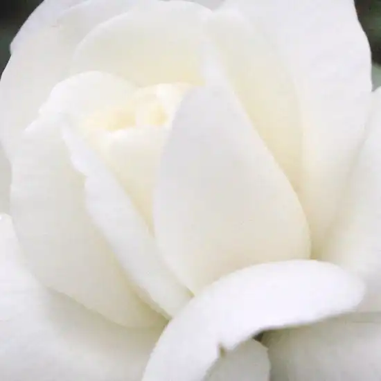 Comanda trandafiri online - Alb - trandafiri târâtori și cățărători, Rambler - trandafir cu parfum discret - Rosa Ida Klemm - Louis (Ludwig) Walter - Flori mai mărunte, grupate, înfloreşte din belşug, coroană deasă.